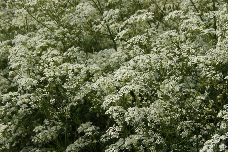 Spreading Hedgeparsley photo 5