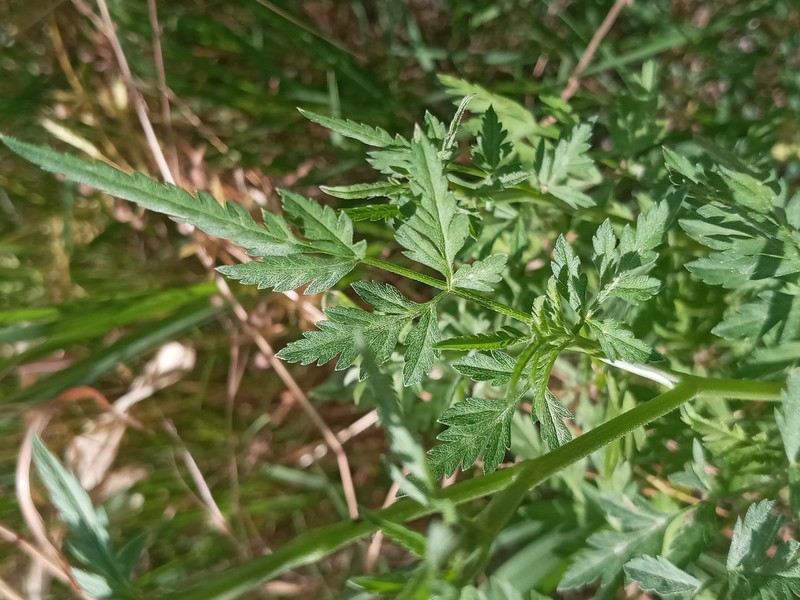 Spreading Hedgeparsley photo 6