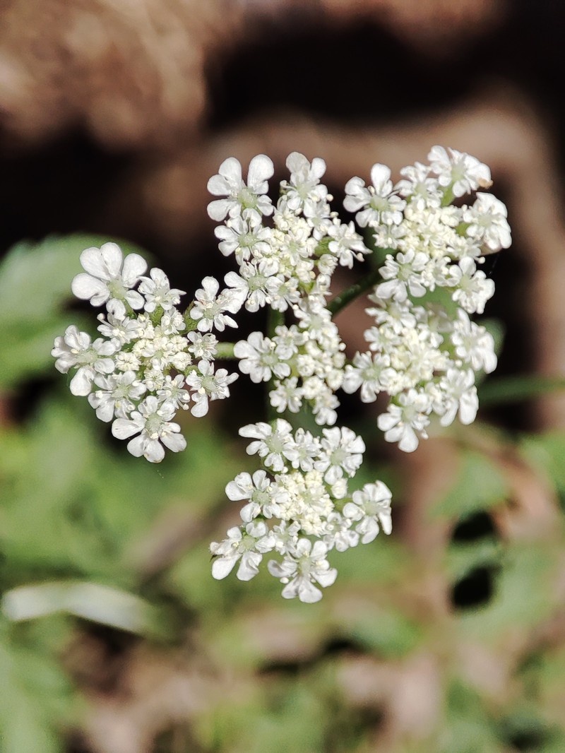 Spreading Hedgeparsley