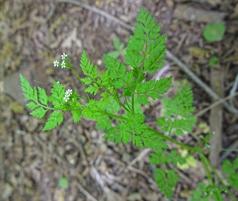 Spreading Hedgeparsley photo 7
