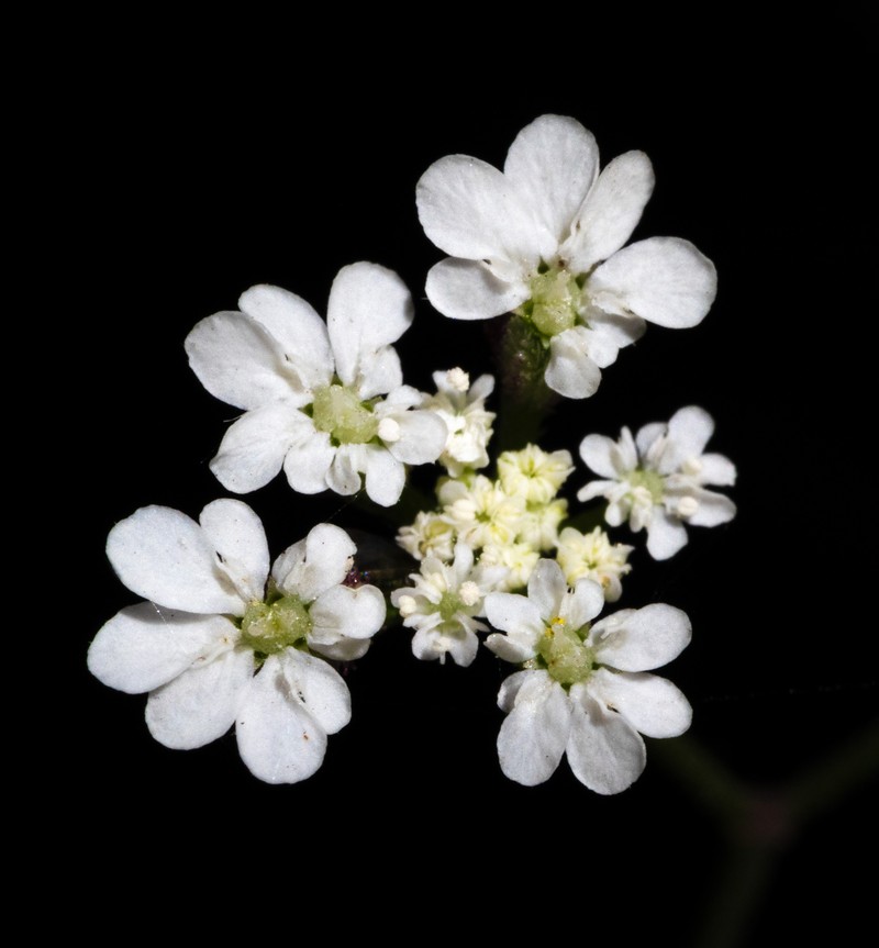 Spreading Hedgeparsley photo 2
