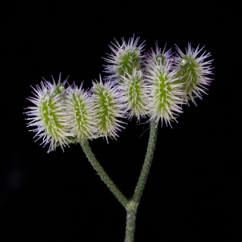 Spreading Hedgeparsley photo 3