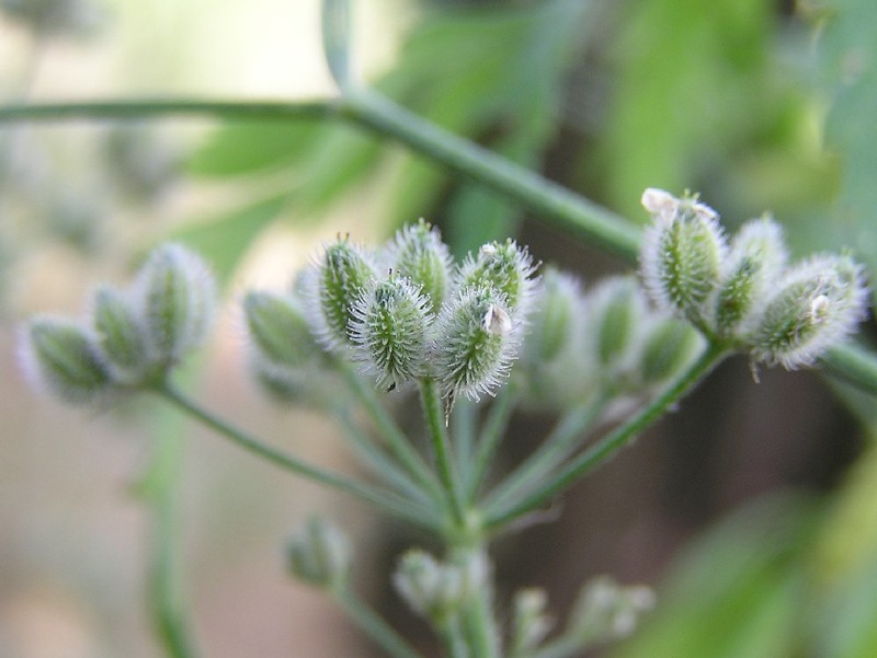 Spreading Hedgeparsley photo 4