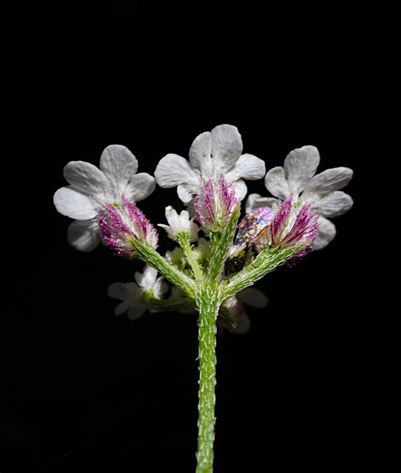 Spreading Hedgeparsley photo 8