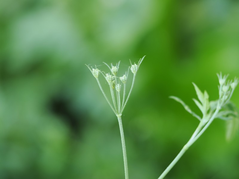 Torilis arvensis subsp. arvensis