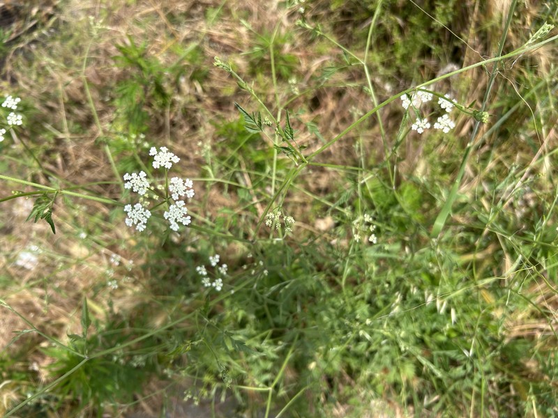 Torilis arvensis subsp. arvensis photo 2