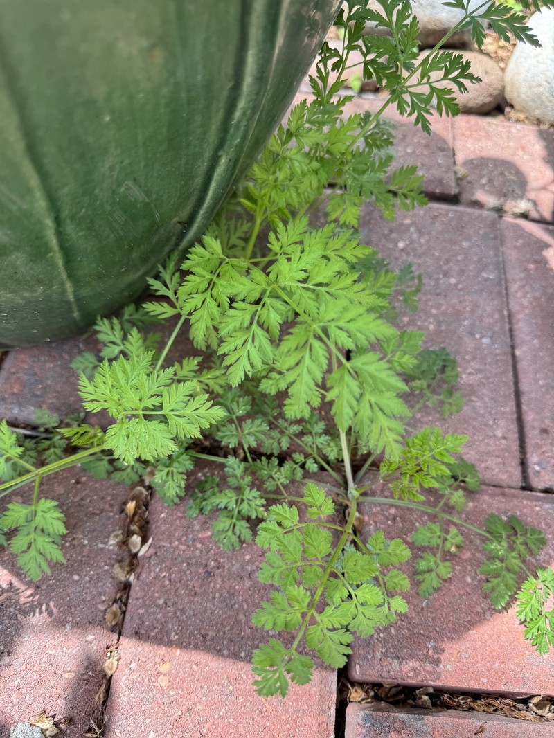 Torilis arvensis subsp. arvensis photo 3
