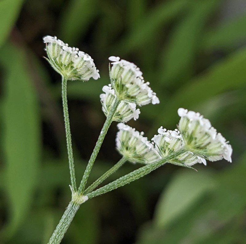 Torilis arvensis subsp. arvensis photo 4