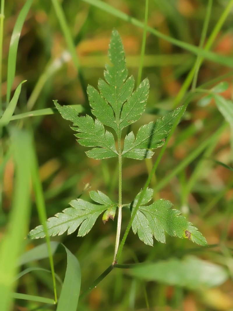 Erect Hedgeparsley photo 4