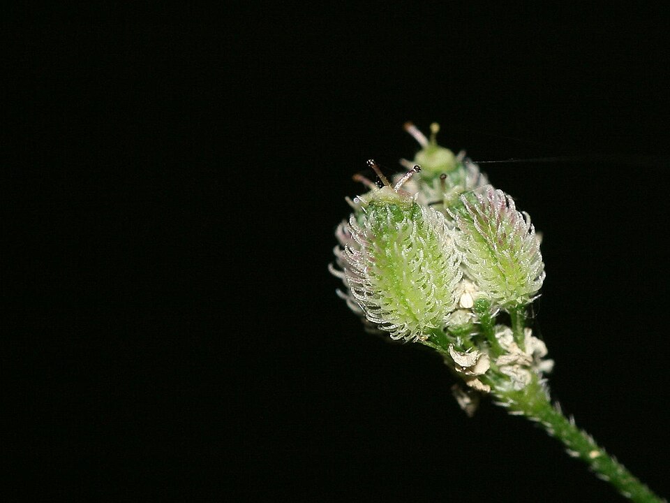 Erect Hedgeparsley photo 5