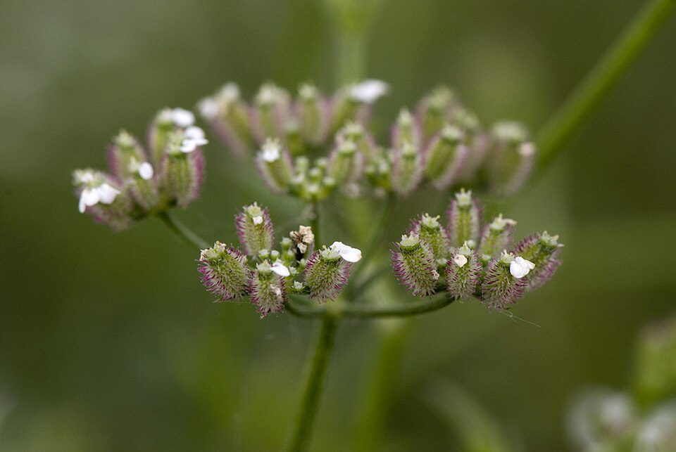 Erect Hedgeparsley photo 6
