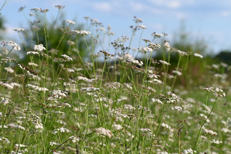 Erect Hedgeparsley photo 2