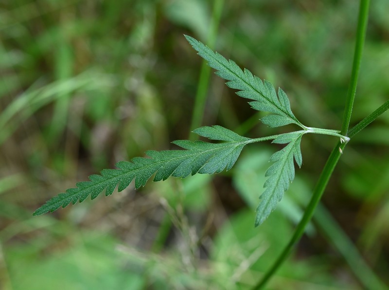 Erect Hedgeparsley photo 3