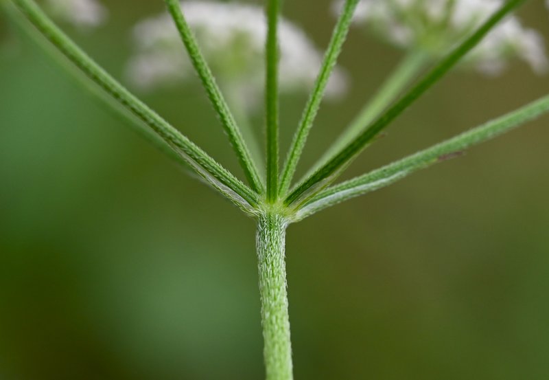 Erect Hedgeparsley photo 7