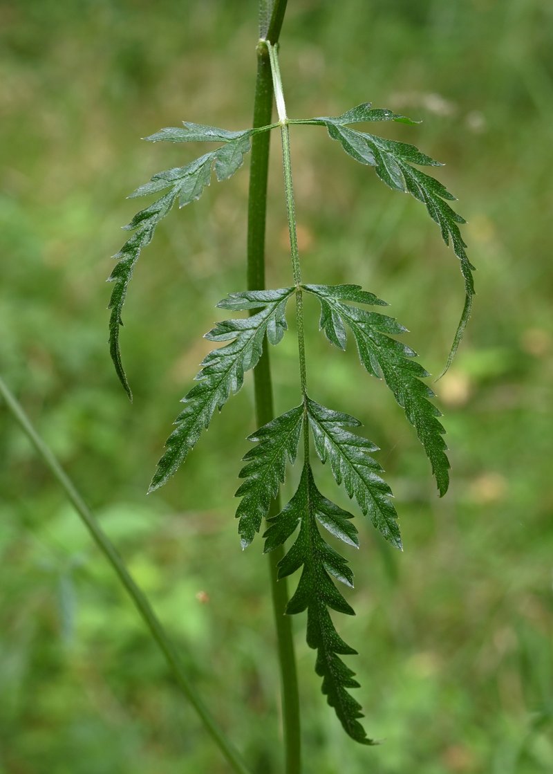 Erect Hedgeparsley photo 8