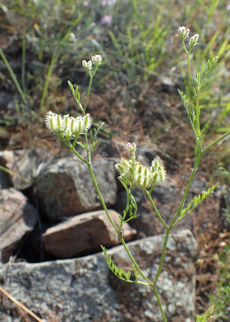 Bristlefruit Hedgeparsley