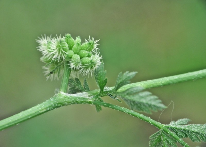 Knotted Hedgeparsley photo 6