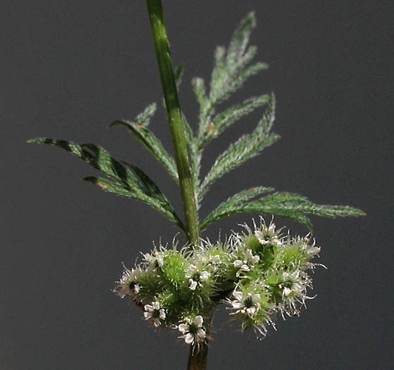 Knotted Hedgeparsley