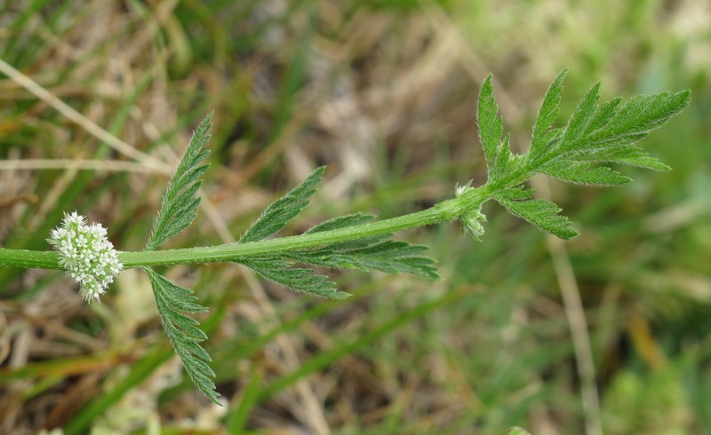 Knotted Hedgeparsley photo 2