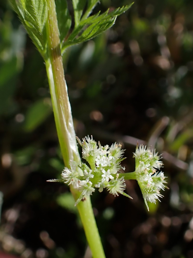 Knotted Hedgeparsley photo 3