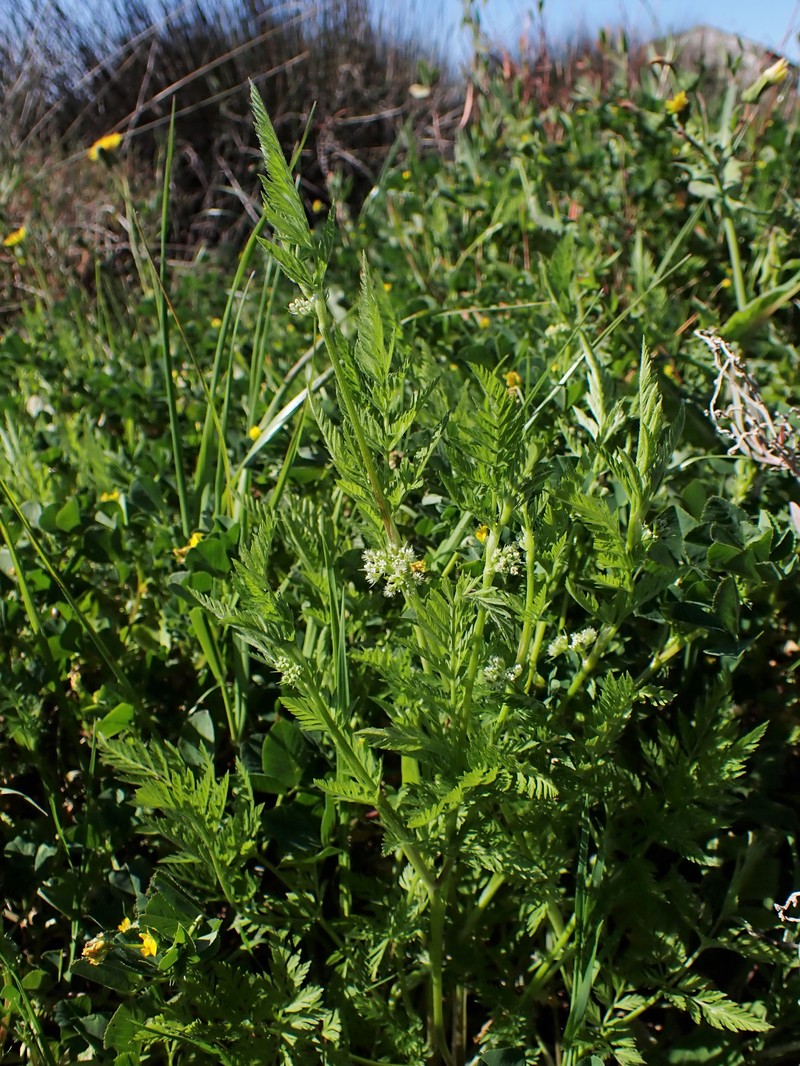 Knotted Hedgeparsley photo 4