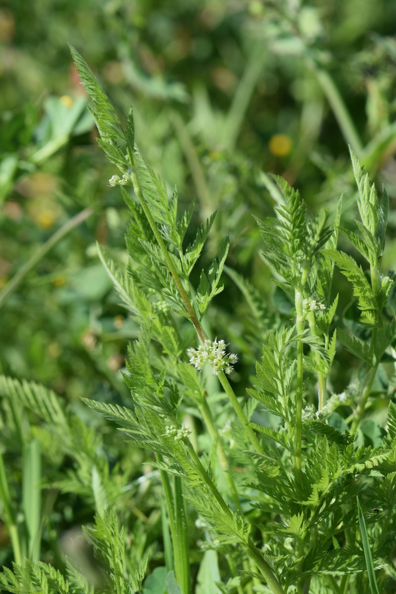 Knotted Hedgeparsley photo 7