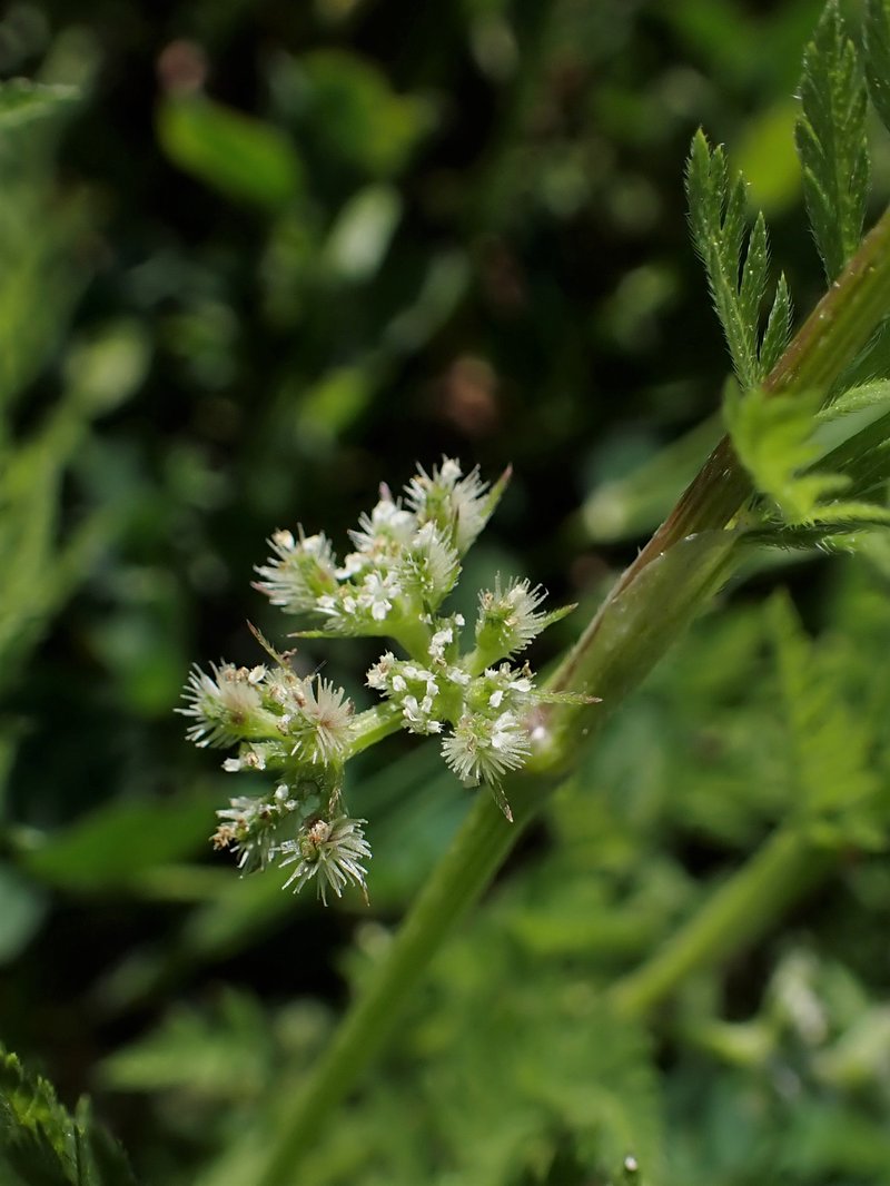 Knotted Hedgeparsley photo 8