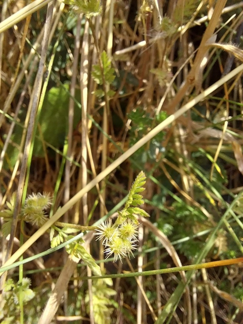 Torilis pseudonodosa