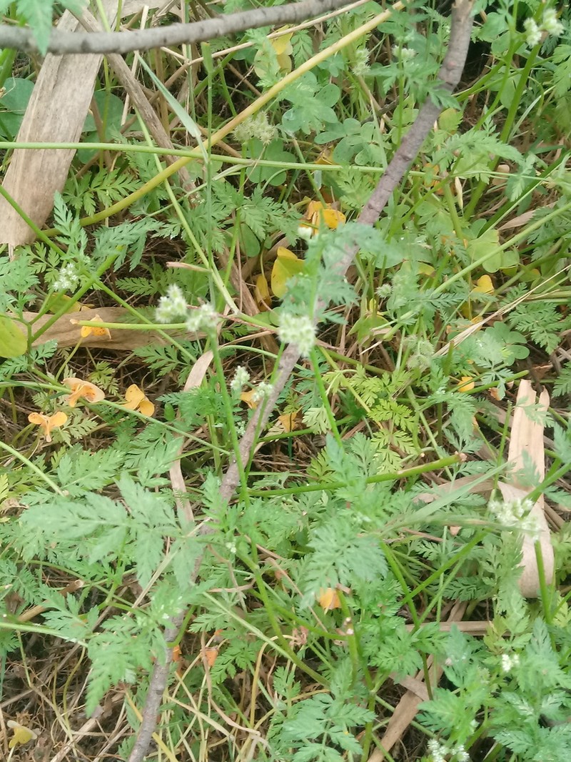 Torilis pseudonodosa photo 2