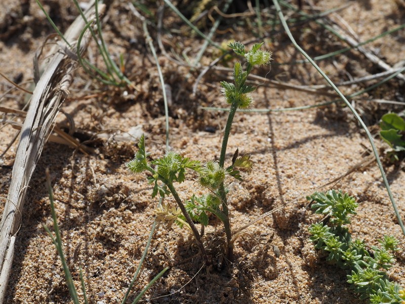 Torilis pseudonodosa photo 3
