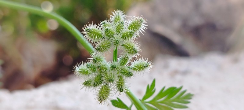 Torilis pseudonodosa photo 4