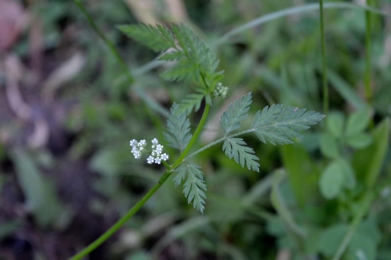 Torilis pseudonodosa photo 5