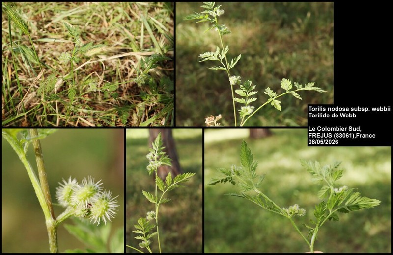 Torilis pseudonodosa photo 6