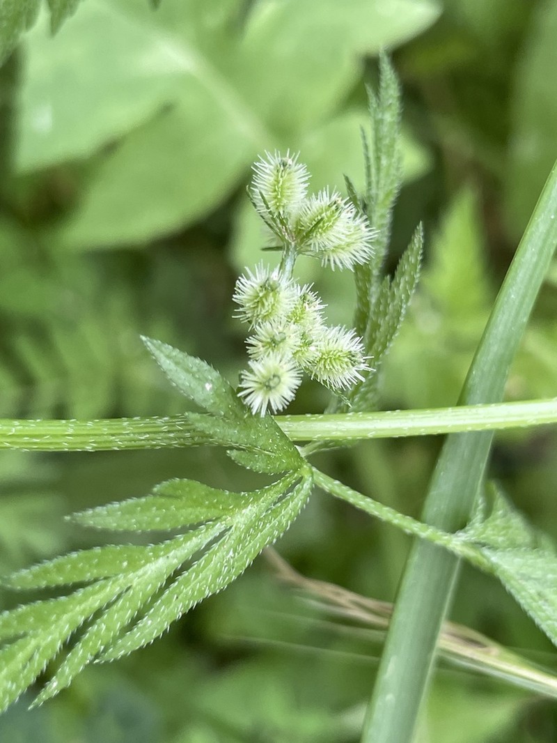 Torilis pseudonodosa photo 8
