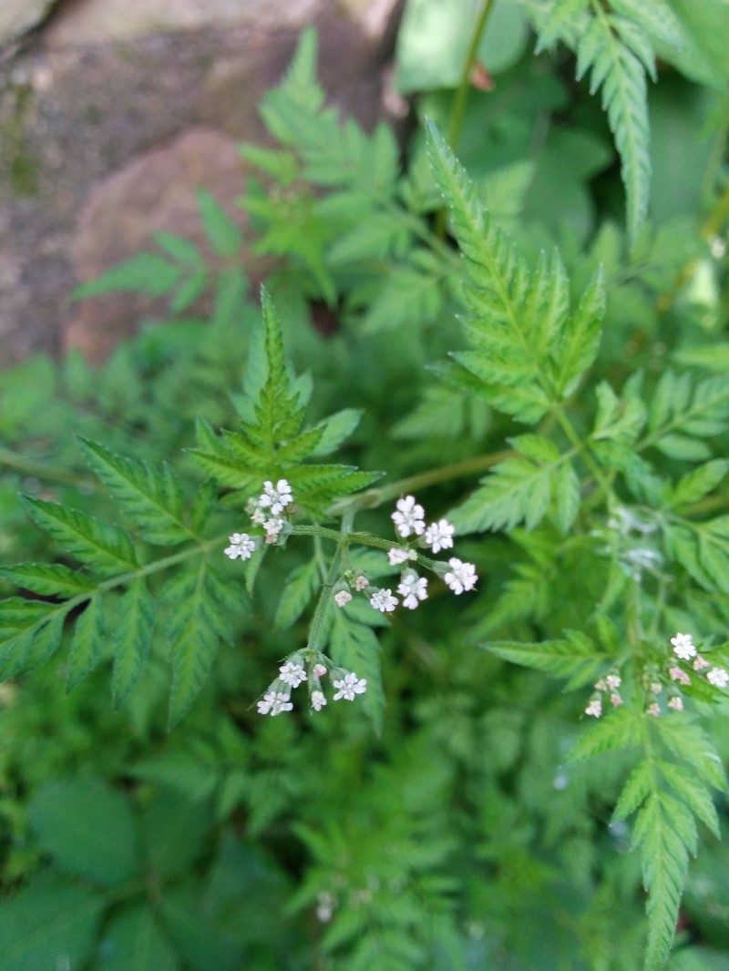 Rough Hedgeparsley photo 4