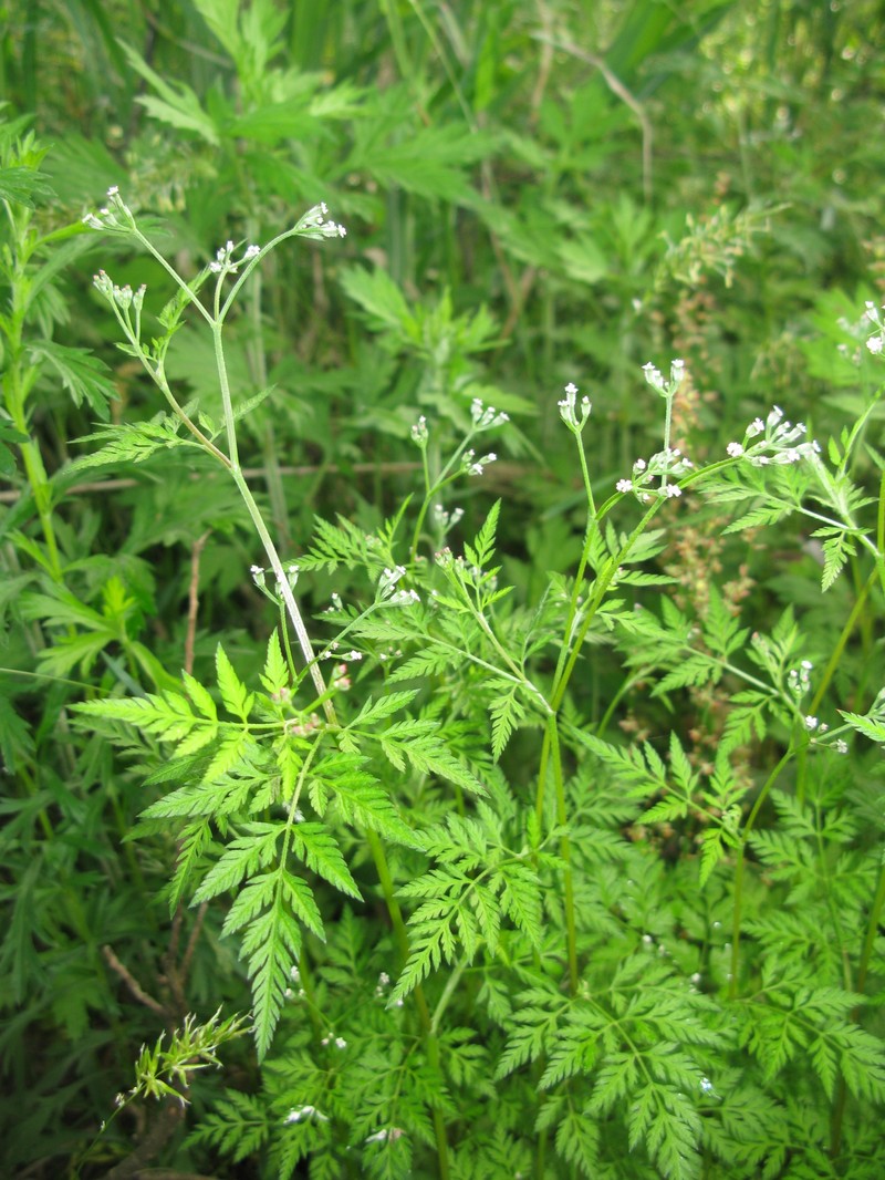 Rough Hedgeparsley photo 2