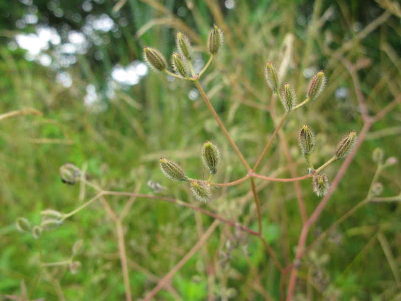 Rough Hedgeparsley photo 3
