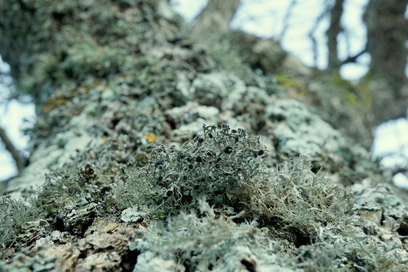 Tornabea scutellifera photo 3