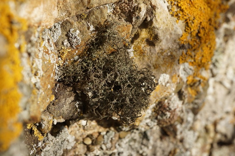 Tornabea scutellifera photo 5