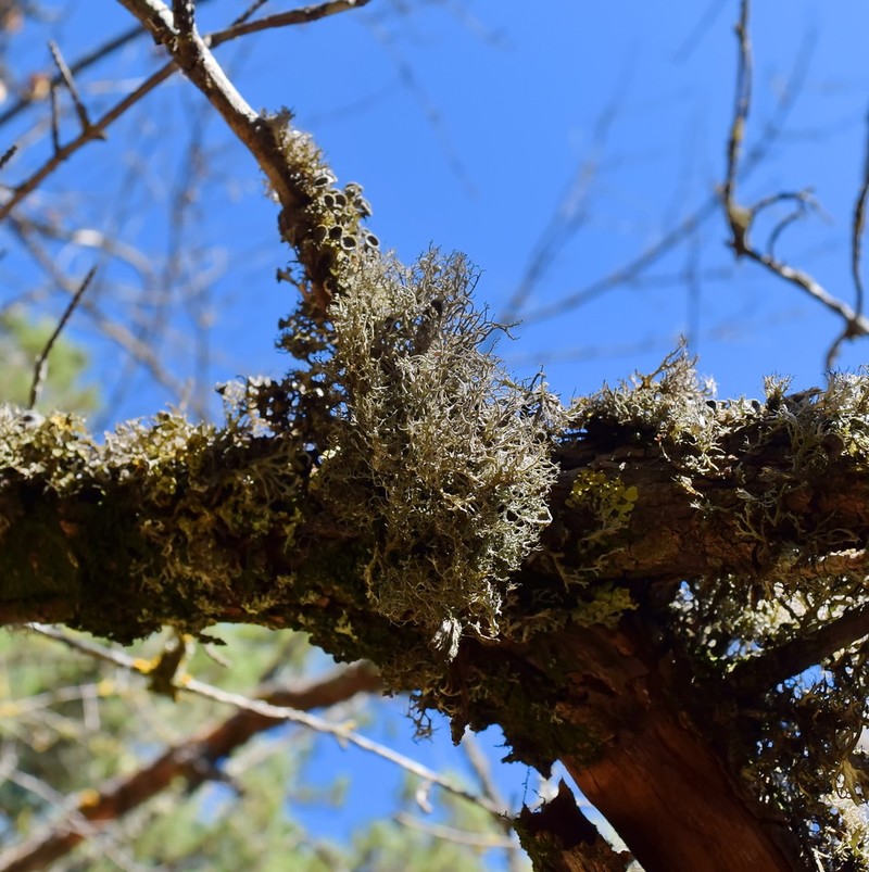 Tornabea scutellifera photo 8