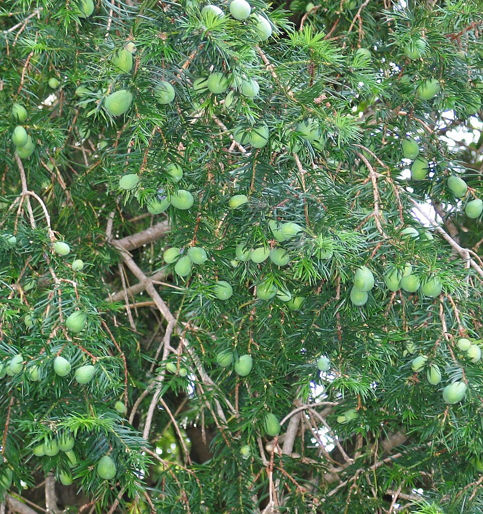 California Nutmeg photo 4