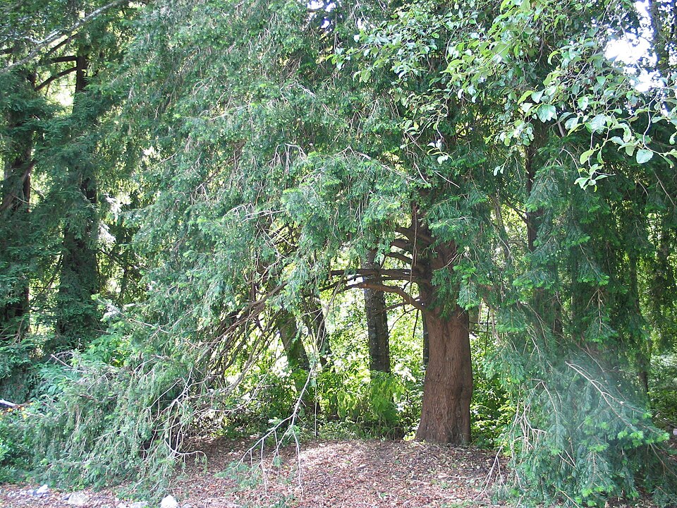 California Nutmeg photo 5