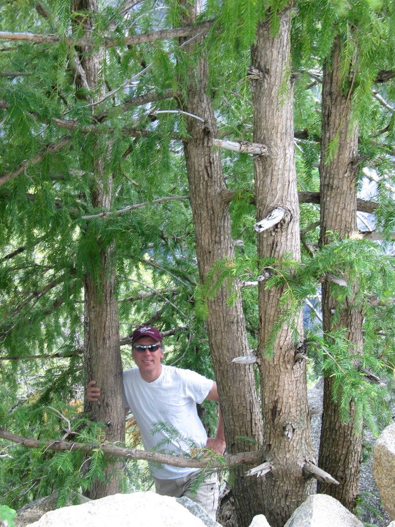 California Nutmeg photo 6