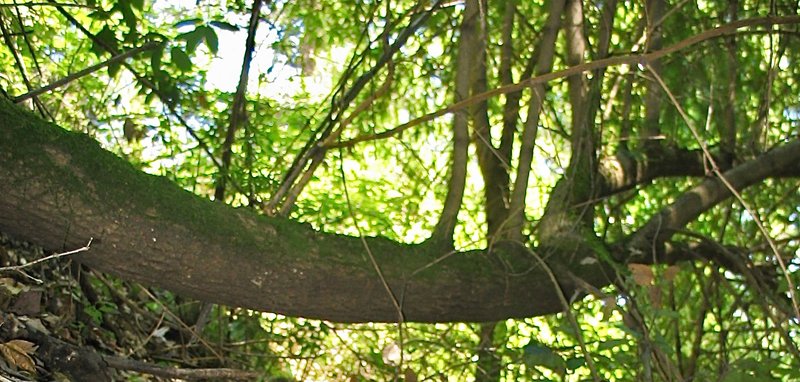California Nutmeg photo 7