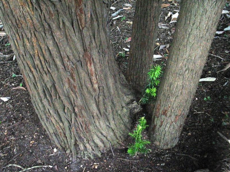 Florida Nutmeg photo 8