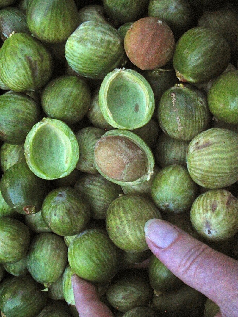 Florida Nutmeg photo 6
