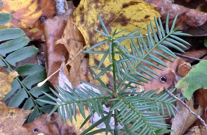 Florida Nutmeg photo 7
