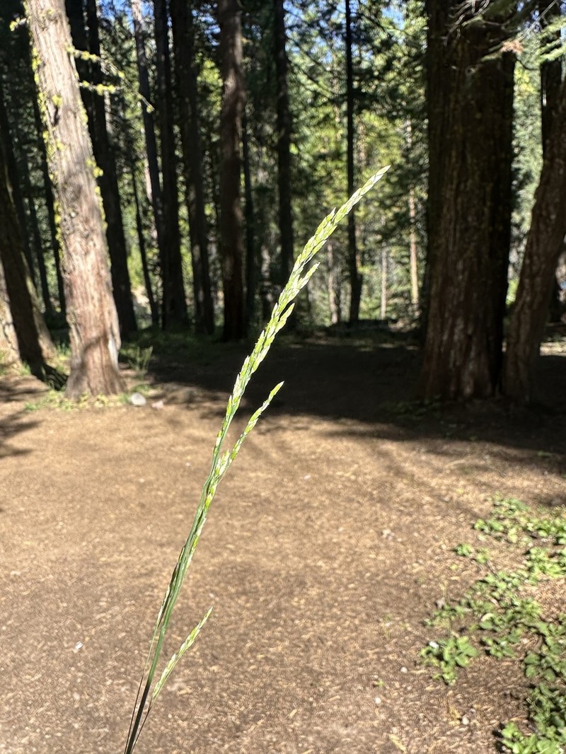 Sierra False Mannagrass photo 3