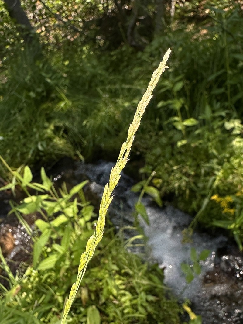 Sierra False Mannagrass photo 8