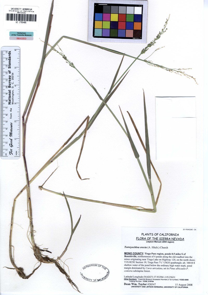 Spiked False Mannagrass